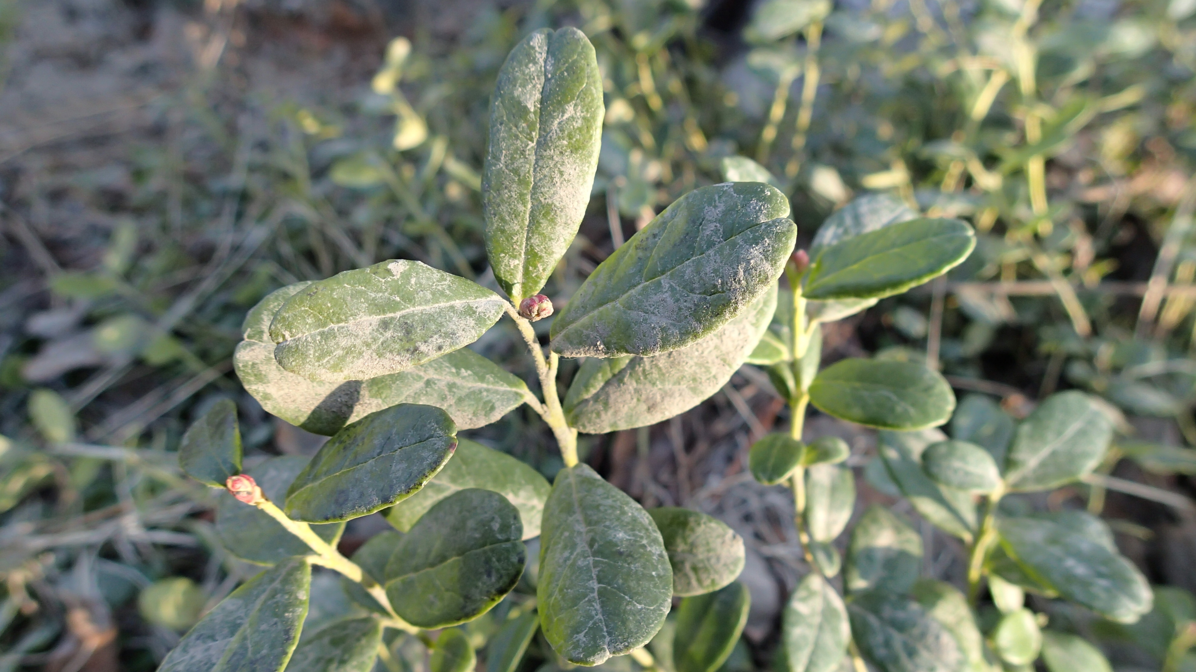 2024.06.03. (Лесо)Тундра между Норильском и Оганером. Снега всё меньше, что-то растёт! смотреть онлайн