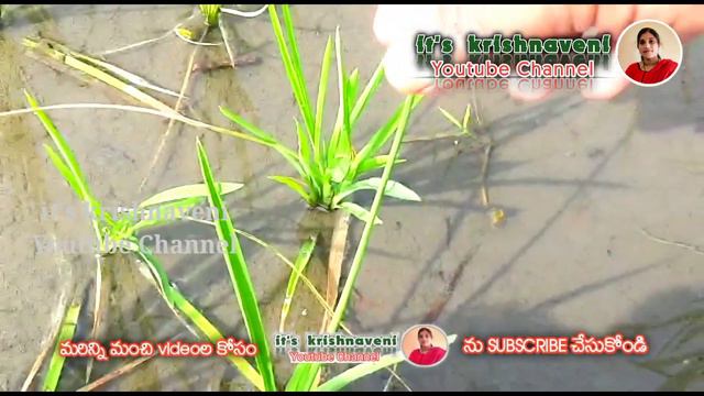 వరిలో మొగి పురుగు / కాండం తొలుచు పురుగు / rice stem borer / నివారణకు గుళికల మందులు смотреть онлайн