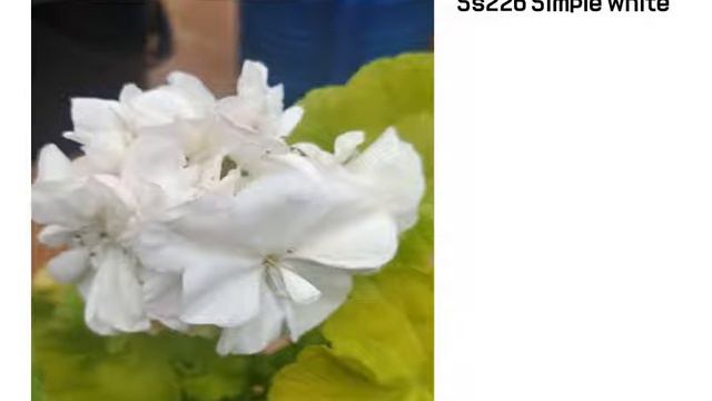 제라늄(숟가락총각님) смотреть онлайн