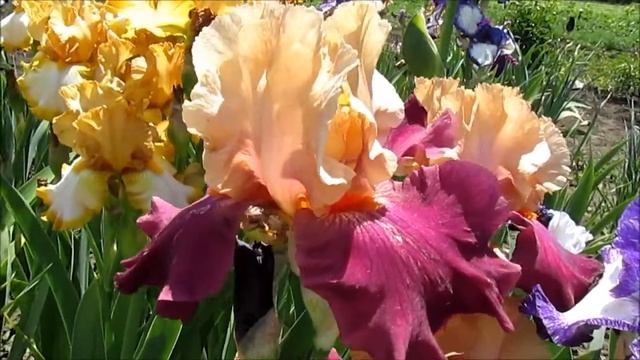 Чайниз Нью Эа высокий ирис смотреть онлайн
