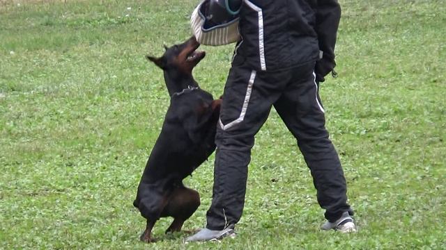 2021 IGP CACT Dmitrov Russia 10 S Vinogradova and KORONA ASTRALIS REA Doberman C87 смотреть онлайн