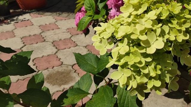 Метельчатые гортензии Граффити и Скайфол-начало цветения (Hydrangea paniculate Graffiti) смотреть онлайн