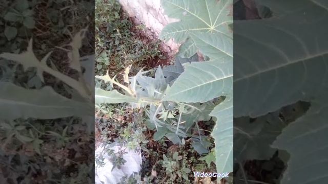 Растение белой шапочки все еще дает бутоны. смотреть онлайн