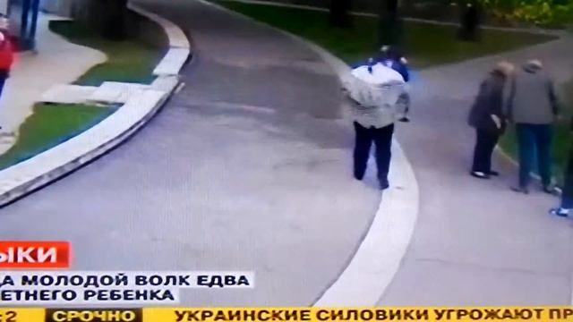 Зоопарк.Девочку укусил волк. смотреть онлайн