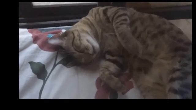 Смешные кошки :) Часть 166 смотреть онлайн