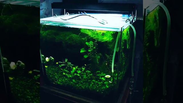 Аквариум 50 литров с рыбками барбусы смотреть онлайн