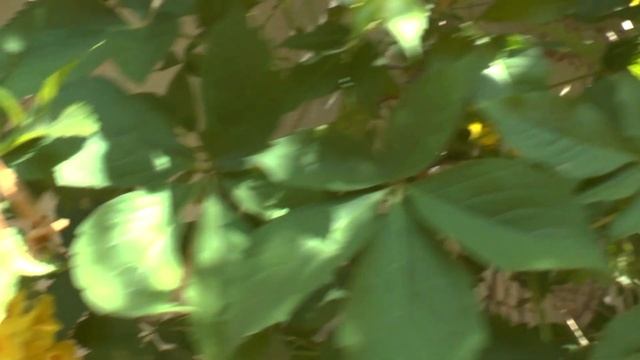 Tecoma stans - grow and care (Yellow trumpetbush) смотреть онлайн