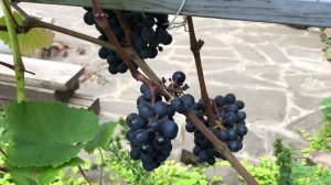 Виноград Рондо