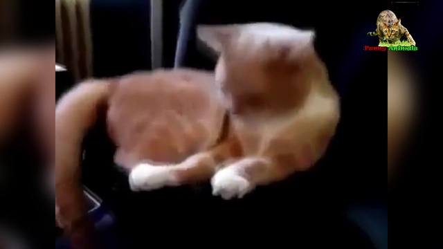 Подборка роликов смешных, прикольных животных. смотреть онлайн