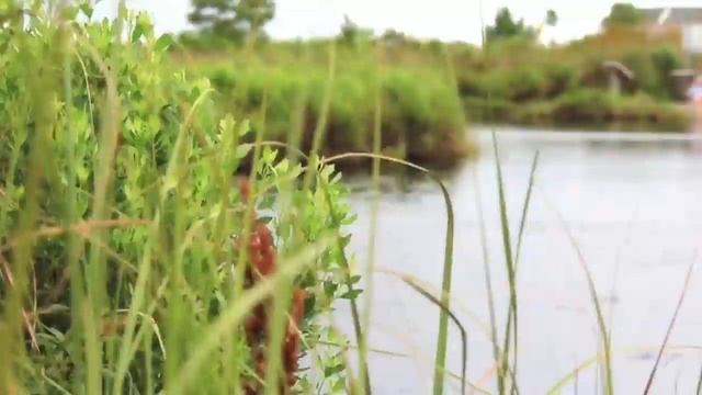 Gulf Shores & Orange Beach: The Best Beaches in Alabama | Enjoy 32 Miles of White-Sand Beaches смотреть онлайн