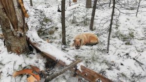 Промысел в тайге. Охота в Сибири. Соболь