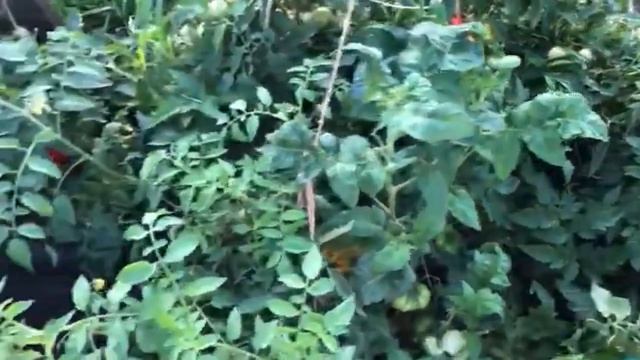 Обзор моего участка в конце августа. смотреть онлайн