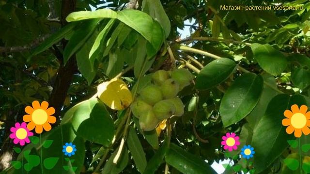 Орех зибольда Зибольда. Краткий обзор, описание характеристик juglans mandshurica смотреть онлайн