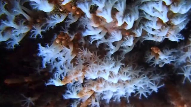 Polyps Feeding смотреть онлайн