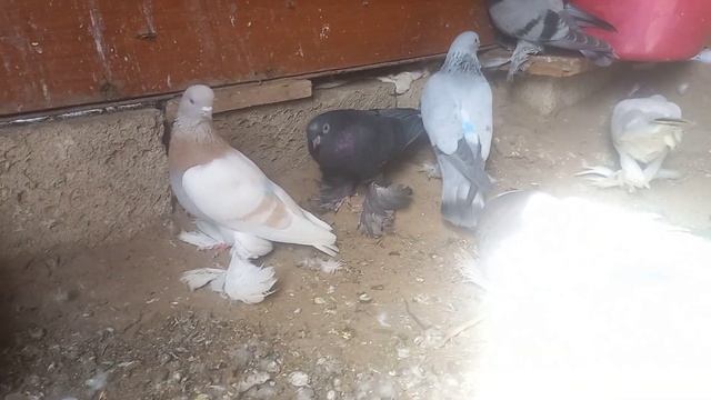 Сегодня 1 мая. День единства народов Казахстана смотреть онлайн