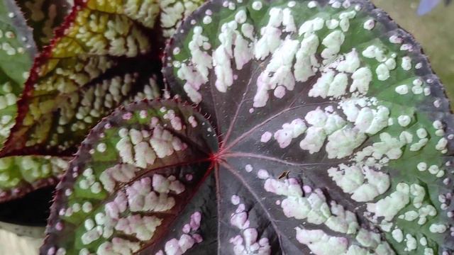 review begonia rex tri color смотреть онлайн