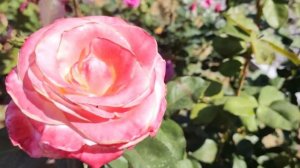 Создаем красивый розарий | Сочетания роз: правило 1 +1 «да» и «нет»