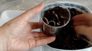 Высадка ризом (корневищ ) колерии после зимнего покоя