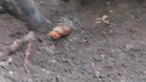 Прививка винограда в расщеп весной