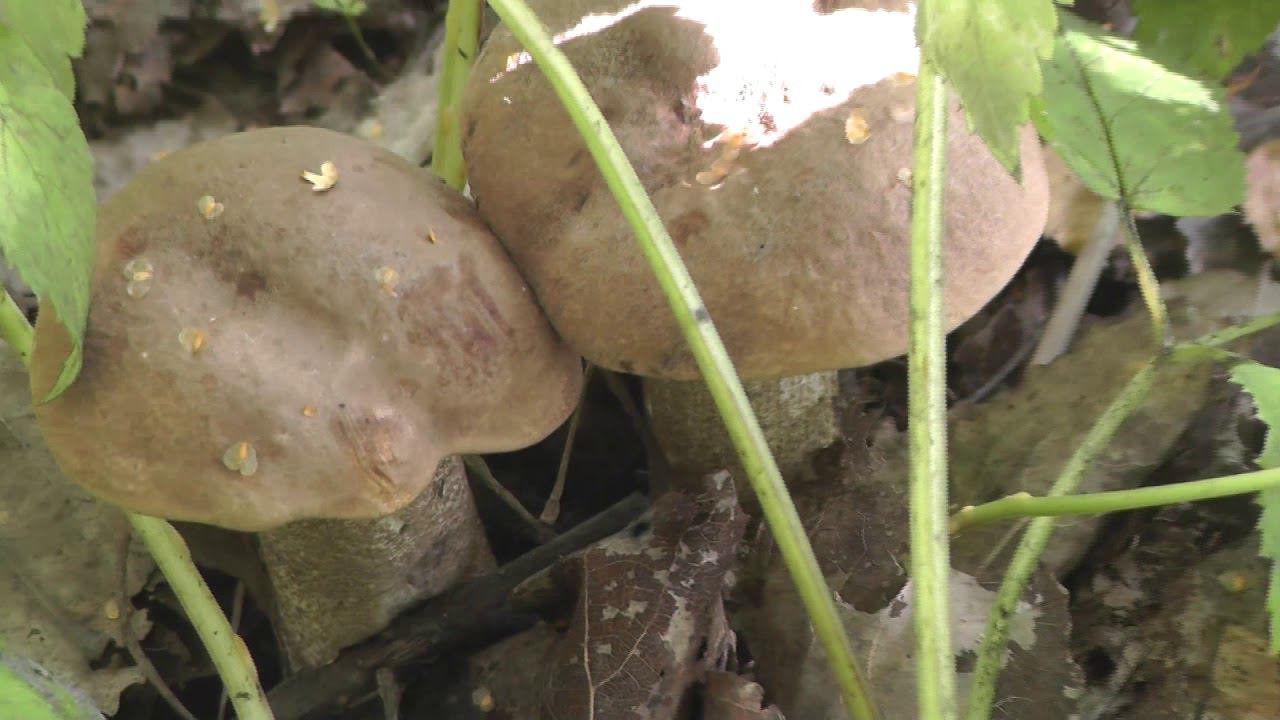 Грибная прогулка с вами! №2. Россия - Родина моя! смотреть онлайн