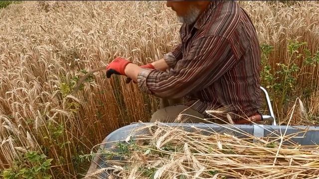 Как жать серпом, работа на земле и коронавирус смотреть онлайн