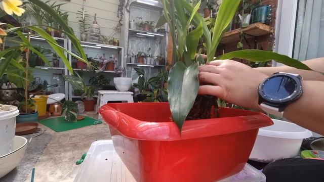 #clubleca #lecalife Terrestrial orchids in leca. Will this work?🤔 смотреть онлайн