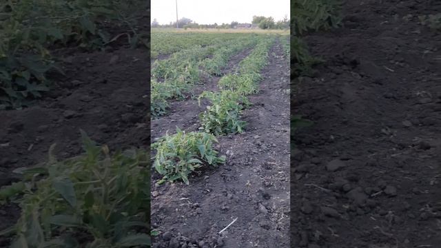 Самую лучшую малину вырастили Златка с Лялей. Ветви ломятся от завязи. смотреть онлайн