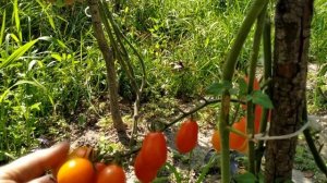 Томат ? ЧЕРРИ ЛЯ МУР  F1 от фирмы Партнер.