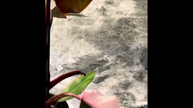 Philodendron Burgundy Princess смотреть онлайн