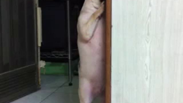 Стеснительный мопс смотреть онлайн