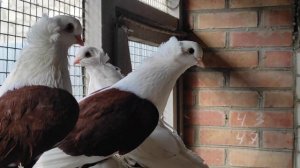 Коллекция голубей Северокавказские космачи г. Георгиевск . в гостях у Сергея Михайлюка