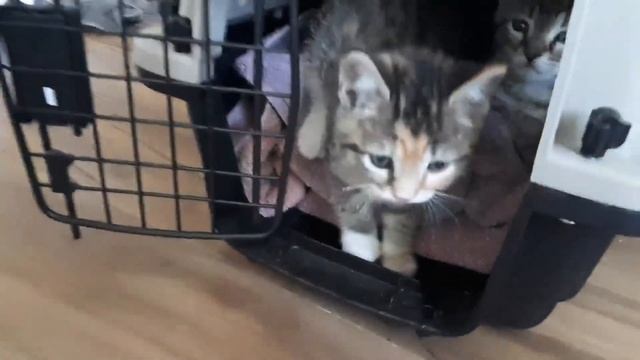 clumsys first time meeting the babies смотреть онлайн