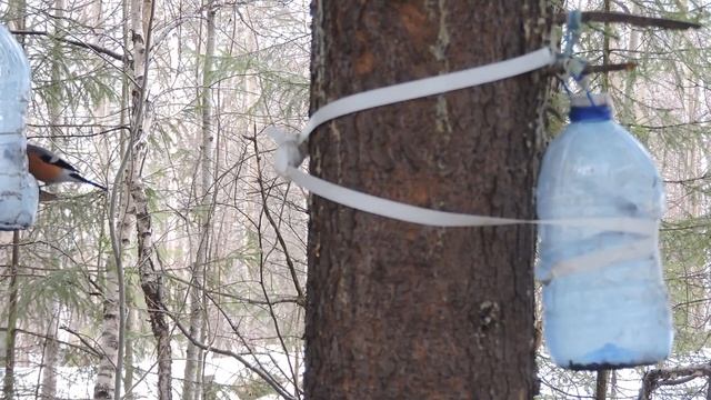 "Снегири прилетели на кормушки" смотреть онлайн