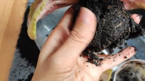 Почему у фиалки желтеют листья? Белые листья у фиалки?