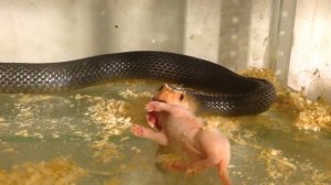 Кормление тайпана