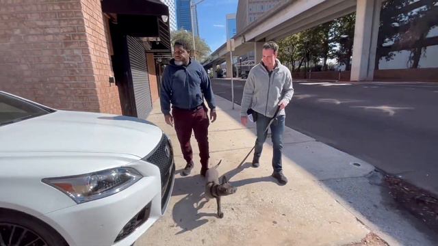 Puppy Training with Dutch Shepherd Mina in the real world смотреть онлайн