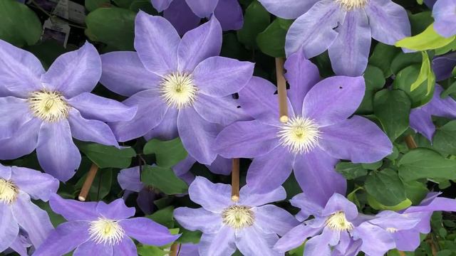 Diana's Delight Clematis | Www.gardencrossings.com