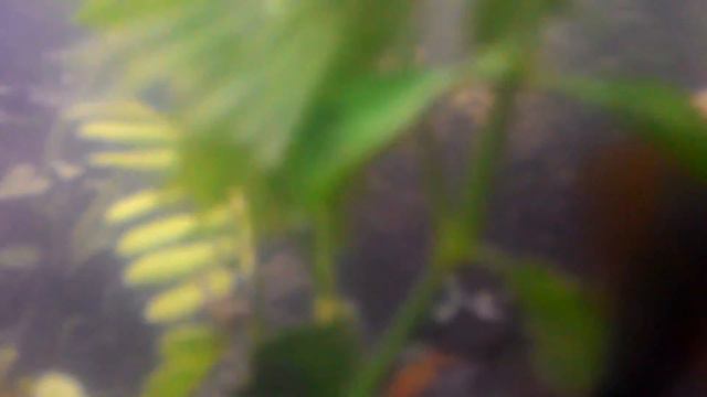 Aquascape bukit agave blok i 00 no 5 смотреть онлайн