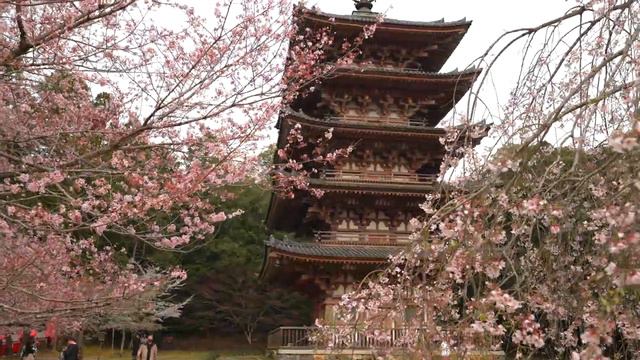Посетите храм Дайго-дзи, знаменитое место цветения сакуры в Киото - JAPAN in 4K смотреть онлайн