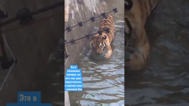 Амурский. Тигр в Московском зоопарке! смотреть онлайн