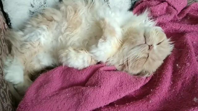 СХОДИЛИ К ВЕТЕРИНАРУ,ЧТО ГОТОВИМ КОДИ,И ВООБЩЕ НАШ ДЕНЬ . смотреть онлайн