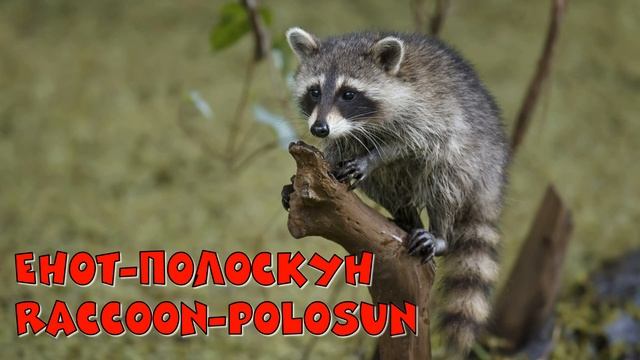 Животные Бельгии / Animals of Belgium смотреть онлайн