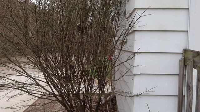 PROFESSIONAL GRADE ECHO ARTICULATING HEDGE TRIMMER HCA-2620 REVIEW! смотреть онлайн
