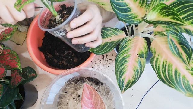 Отделяем деток от пня. Аглаонема смотреть онлайн