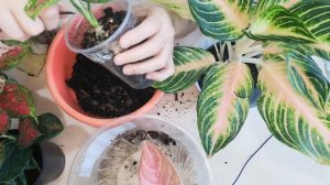 Отделяем деток от пня. Аглаонема