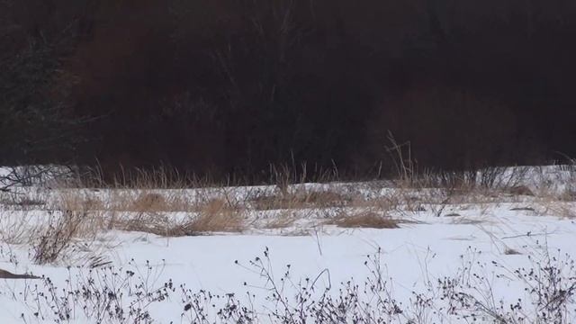 Старорусские косули. смотреть онлайн