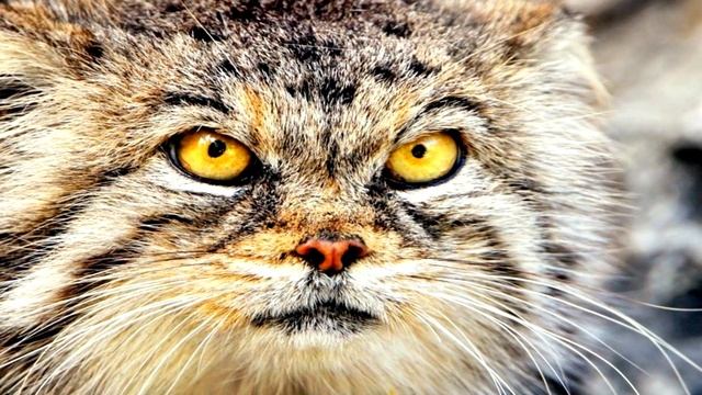 Кот манул. Кто он? смотреть онлайн