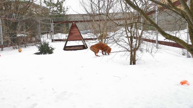 Как выглядит наш лис днем и ночью смотреть онлайн