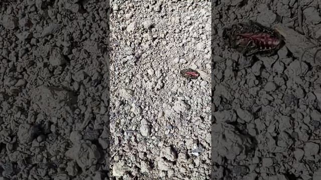 красивый изумрудный жук. смотреть онлайн