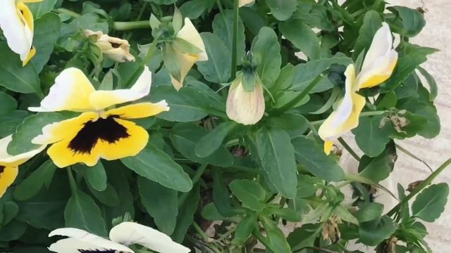 PORTUGAL 2018 🇵🇹 этот день был похож на один из моих снов🦀 смотреть онлайн